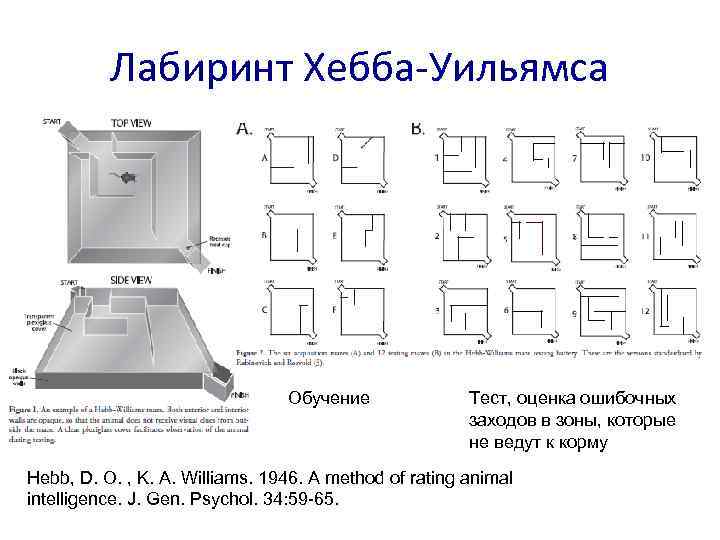 Лабиринт Хебба-Уильямса Обучение Тест, оценка ошибочных заходов в зоны, которые не ведут к корму