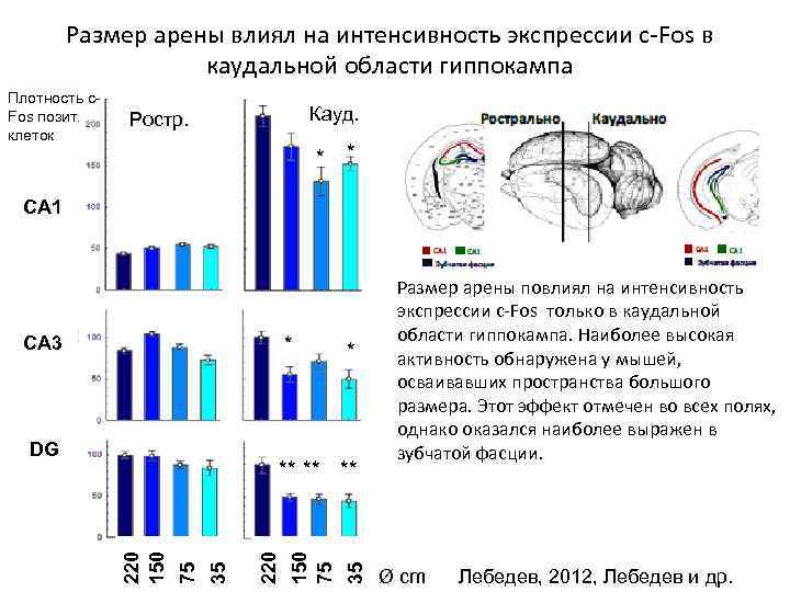 Размер арены влиял на интенсивность экспрессии с-Fos в каудальной области гиппокампа Плотность с. Fos
