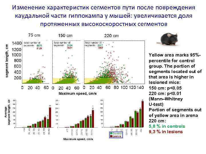 Изменение характеристик сегментов пути после повреждения каудальной части гиппокампа у мышей: увеличивается доля протяженных
