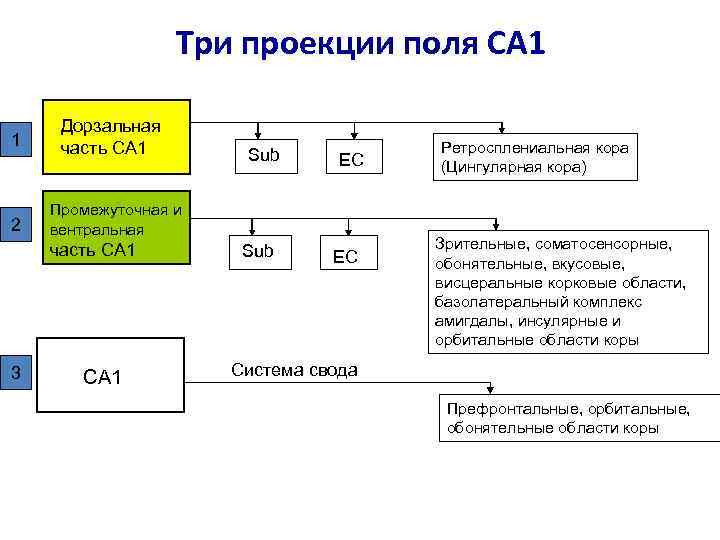Три проекции поля CA 1 1 Дорзальная часть CA 1 2 Промежуточная и вентральная
