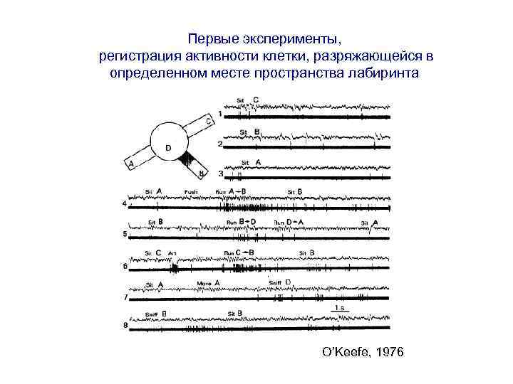Первые эксперименты, регистрация активности клетки, разряжающейся в определенном месте пространства лабиринта O’Keefe, 1976 