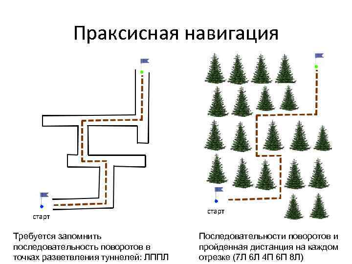 Праксисная навигация Требуется запомнить последовательность поворотов в точках разветвления туннелей: ЛППЛ Последовательности поворотов и