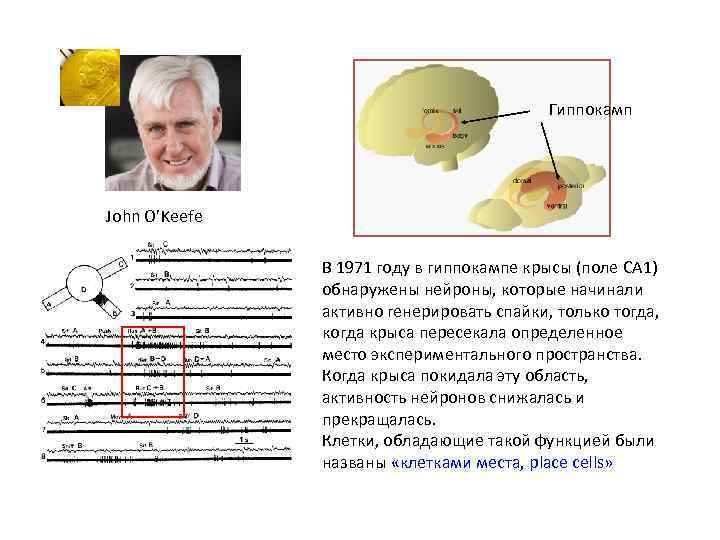 Гиппокамп John O’Keefe В 1971 году в гиппокампе крысы (поле CA 1) обнаружены нейроны,