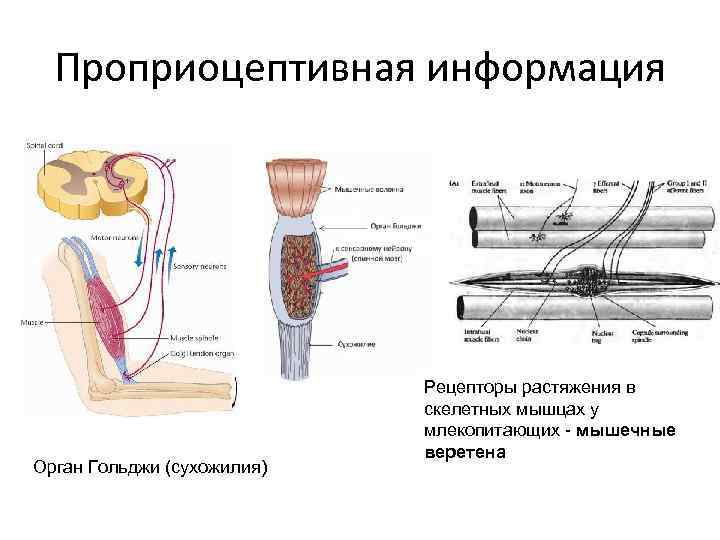 Схема проприоцептивного анализатора