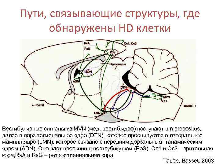 Пути, связывающие структуры, где обнаружены HD клетки Вестибулярные сигналы из MVN (мед. вестиб. ядро)