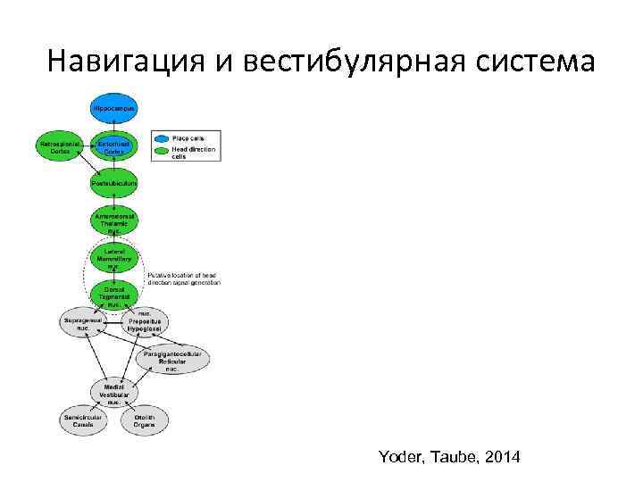 Навигация и вестибулярная система Yoder, Taube, 2014 