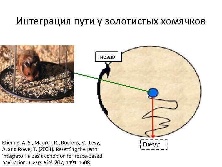 Интеграция пути у золотистых хомячков Гнездо Etienne, A. S. , Maurer, R. , Boulens,