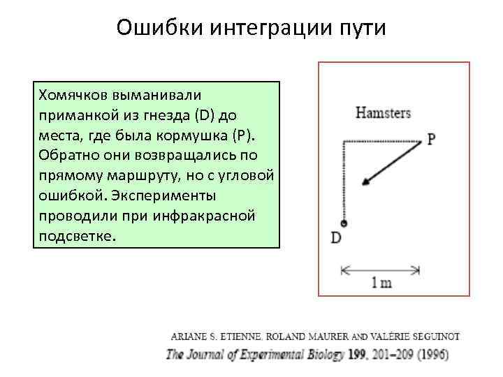 Ошибки интеграции пути Хомячков выманивали приманкой из гнезда (D) до места, где была кормушка