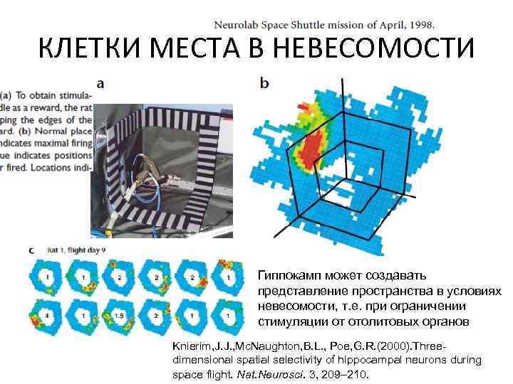КЛЕТКИ МЕСТА В НЕВЕСОМОСТИ Гиппокамп может создавать представление пространства в условиях невесомости, т. е.