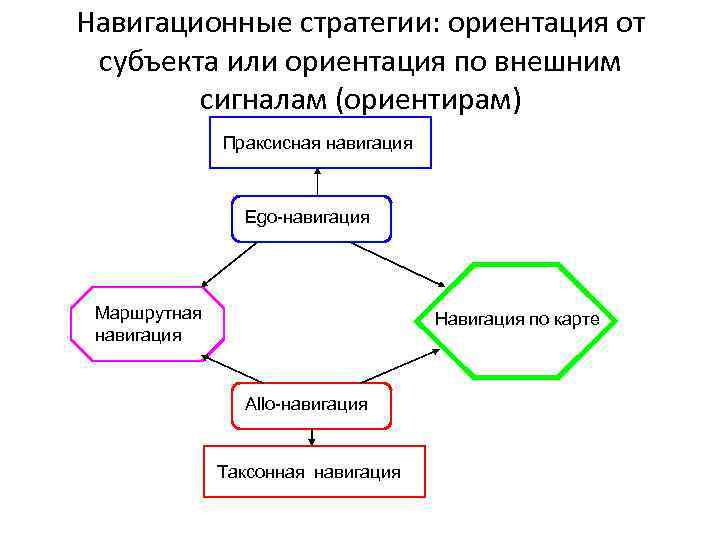 Навигационные стратегии: ориентация от субъекта или ориентация по внешним сигналам (ориентирам) Праксисная навигация Ego-навигация