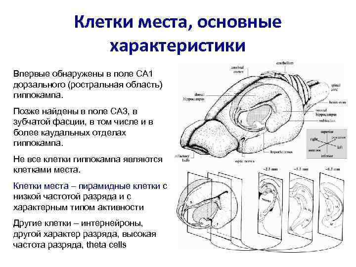 Клетки места, основные характеристики Впервые обнаружены в поле CA 1 дорзального (ростральная область) гиппокампа.
