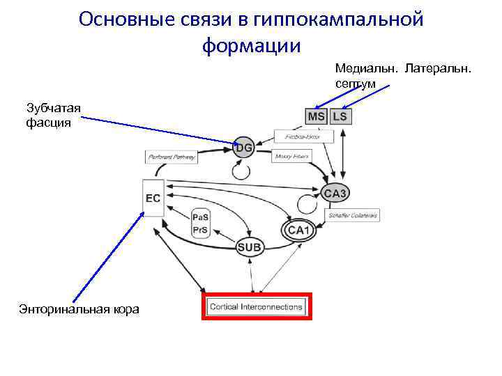Основные связи в гиппокампальной формации Медиальн. Латеральн. септум Зубчатая фасция Энторинальная кора 