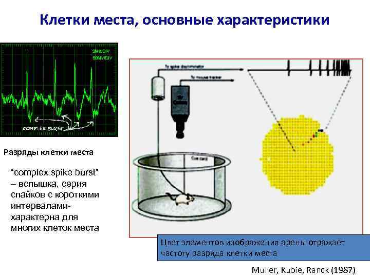 Клетки места, основные характеристики Разряды клетки места “complex spike burst” – вспышка, серия спайков