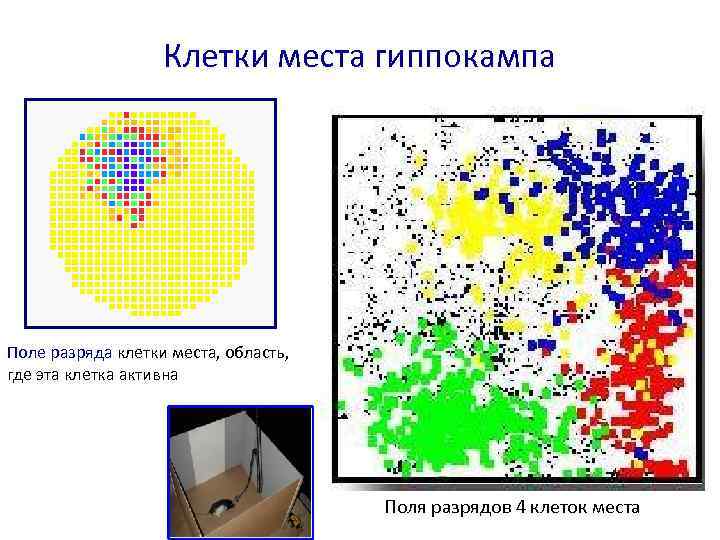 Клетки места гиппокампа Поле разряда клетки места, область, где эта клетка активна Поля разрядов