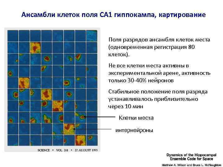 Ансамбли клеток поля CA 1 гиппокампа, картирование Поля разрядов ансамбля клеток места (одновременная регистрация