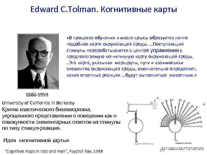 Edward C. Tolman. Когнитивные карты «В процессе обучения в мозге крысы образуется нечто подобное