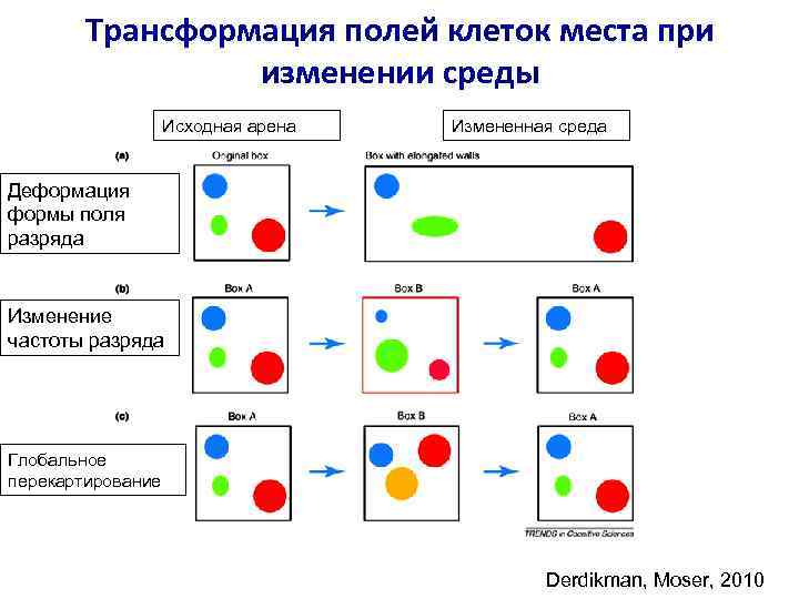 Трансформация полей клеток места при изменении среды Исходная арена Измененная среда Деформация формы поля