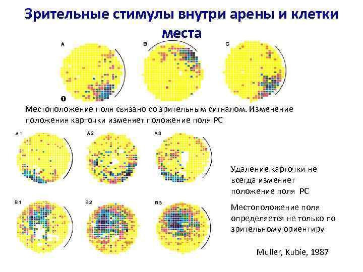 Зрительные стимулы внутри арены и клетки места Местоположение поля связано со зрительным сигналом. Изменение