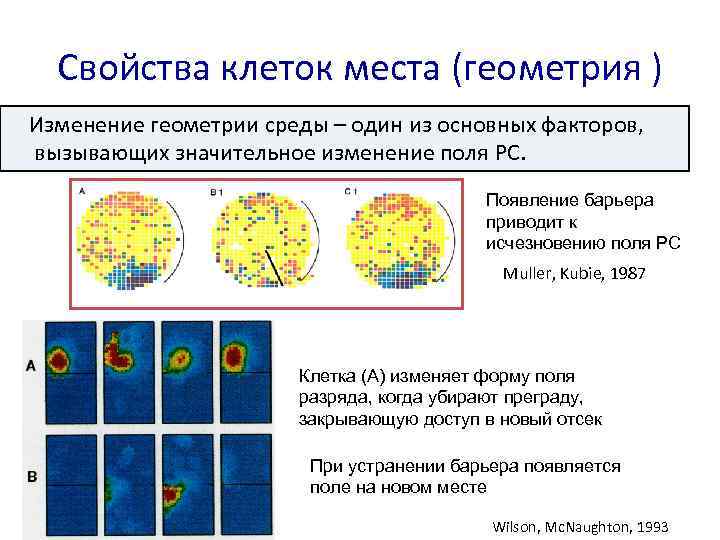 Свойства клеток места (геометрия ) Изменение геометрии среды – один из основных факторов, вызывающих