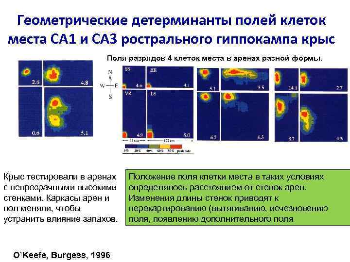 Геометрические детерминанты полей клеток места CA 1 и CA 3 рострального гиппокампа крыс Поля