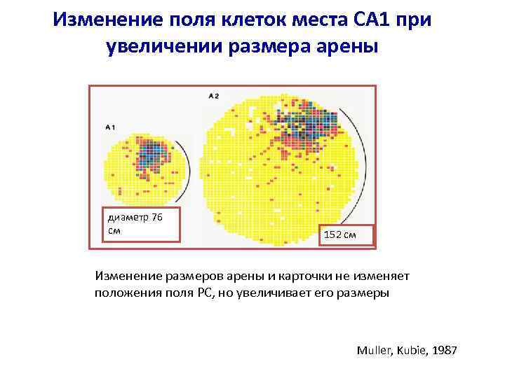 Изменение поля клеток места СА 1 при увеличении размера арены диаметр 76 см 152