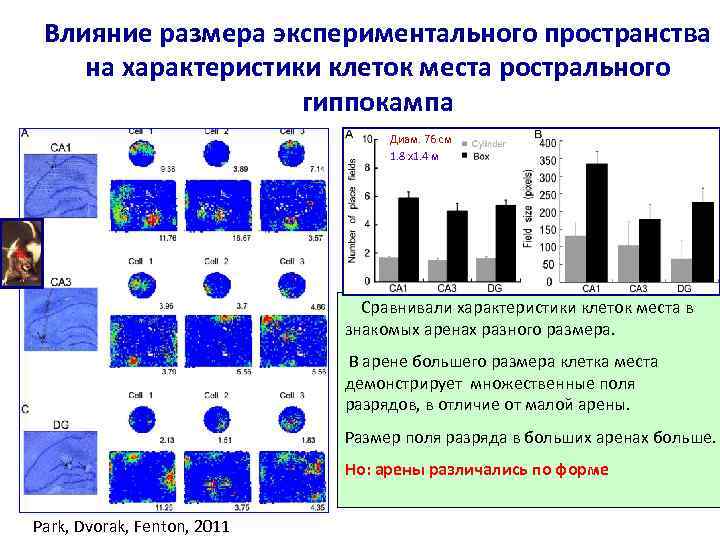 Влияние размера экспериментального пространства на характеристики клеток места рострального гиппокампа Диам. 76 см 1.