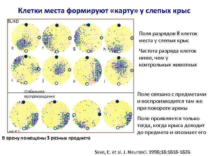 Клетки места формируют «карту» у слепых крыс Поля разрядов 8 клеток места у слепых