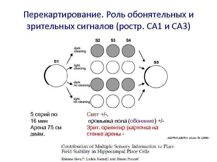 Перекартирование. Роль обонятельных и зрительных сигналов (ростр. CA 1 и CA 3) 5 серий
