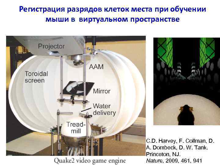 Регистрация разрядов клеток места при обучении мыши в виртуальном пространстве C. D. Harvey, F.
