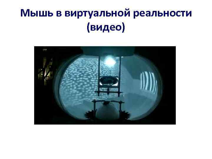 Мышь в виртуальной реальности (видео) 
