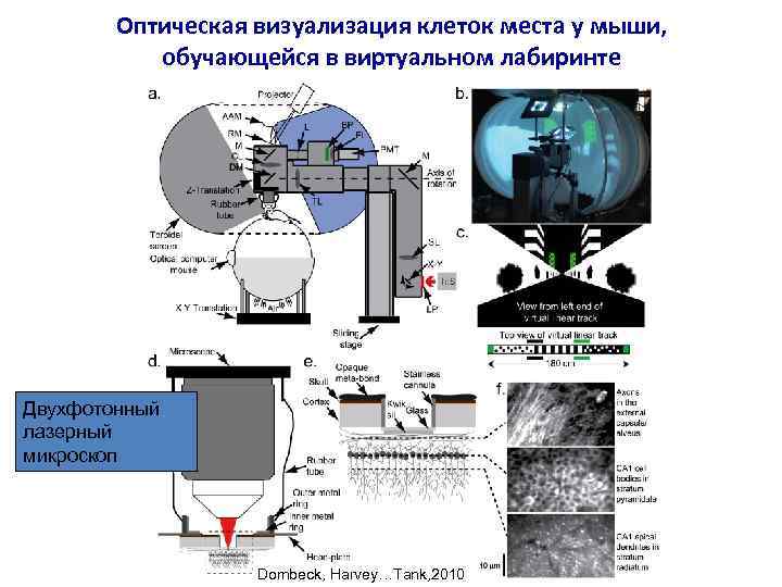 Оптическая визуализация клеток места у мыши, обучающейся в виртуальном лабиринте Двухфотонный лазерный микроскоп Dombeck,