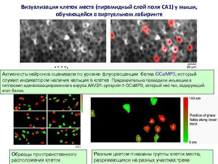 Визуализация клеток места (пирамидный слой поля CA 1) у мыши, обучающейся в виртуальном лабиринте