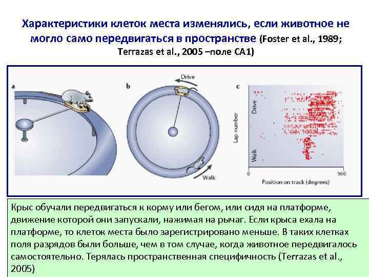 Характеристики клеток места изменялись, если животное не могло само передвигаться в пространстве (Foster et