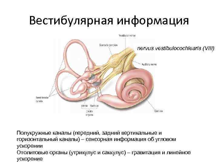 Вестибулярная информация nervus vestibulocochlearis (VIII) Полукружные каналы (передний, задний вертикальные и горизонтальный каналы) –