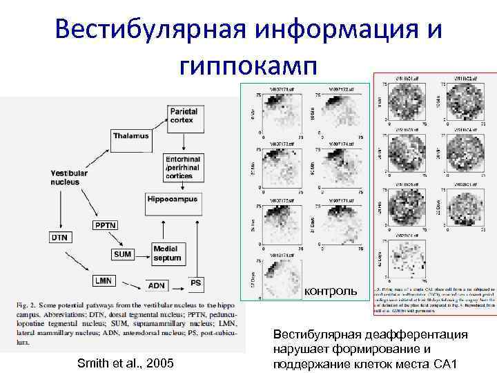 Вестибулярная информация и гиппокамп контроль Smith et al. , 2005 Вестибулярная деафферентация нарушает формирование