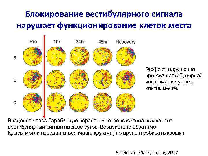 Блокирование вестибулярного сигнала нарушает функционирование клеток места Эффект нарушения притока вестибулярной информации у трех