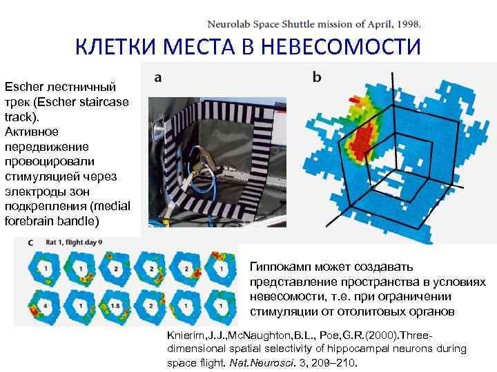 КЛЕТКИ МЕСТА В НЕВЕСОМОСТИ Escher лестничный трек (Escher staircase track). Активное передвижение провоцировали стимуляцией