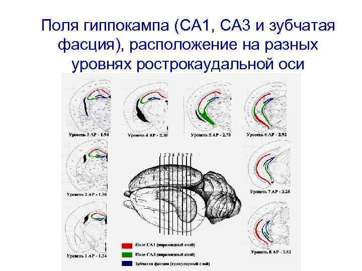 Поля гиппокампа (CA 1, CA 3 и зубчатая фасция), расположение на разных уровнях рострокаудальной