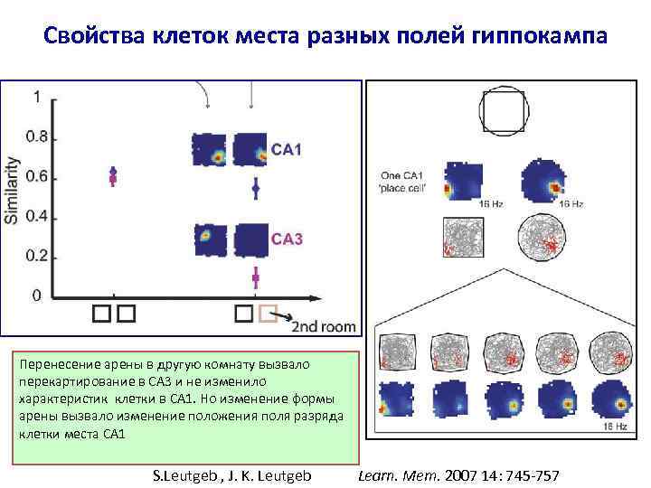 Свойства клеток места разных полей гиппокампа Перенесение арены в другую комнату вызвало перекартирование в