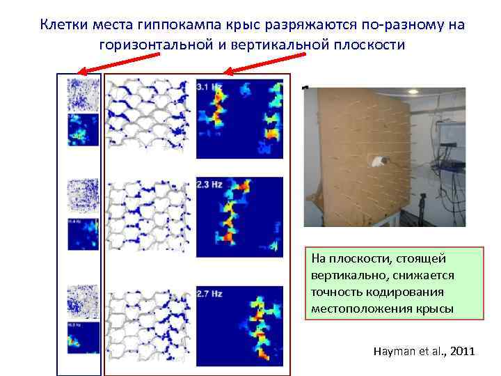 Клетки места гиппокампа крыс разряжаются по-разному на горизонтальной и вертикальной плоскости На плоскости, стоящей