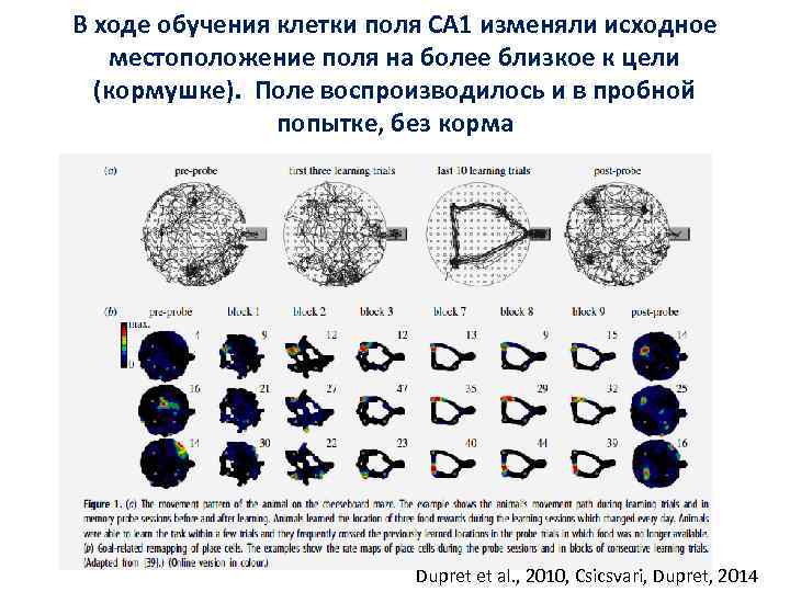 В ходе обучения клетки поля CA 1 изменяли исходное местоположение поля на более близкое