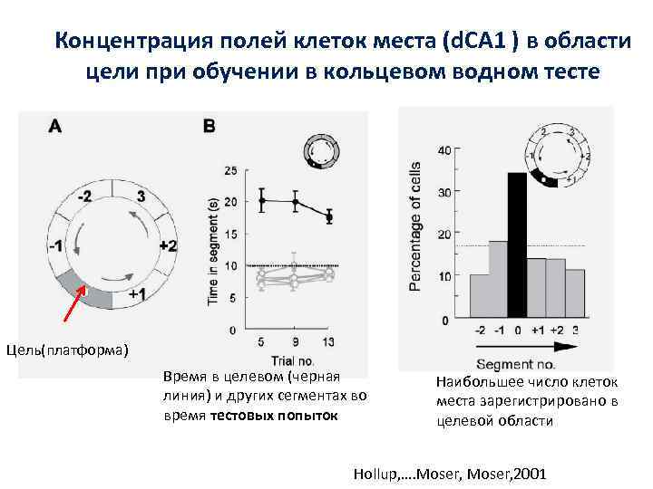 Концентрация полей клеток места (d. CA 1 ) в области цели при обучении в