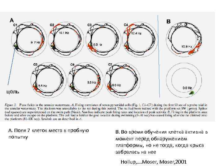 цель A. Поля 7 клеток места в пробную попытку B. Во время обучения клетка