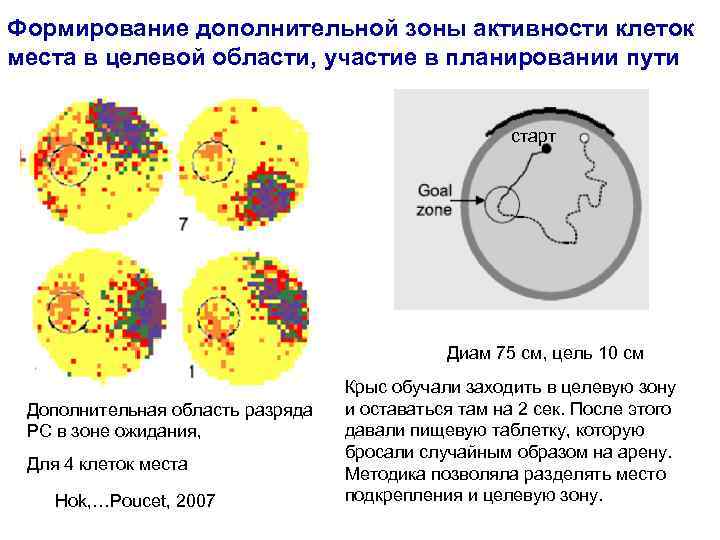 Формирование дополнительной зоны активности клеток места в целевой области, участие в планировании пути старт