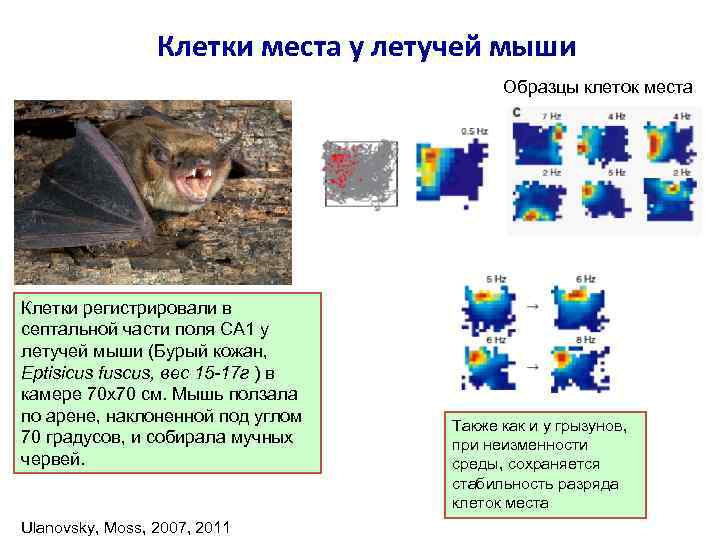 Клетки места у летучей мыши Образцы клеток места Клетки регистрировали в септальной части поля
