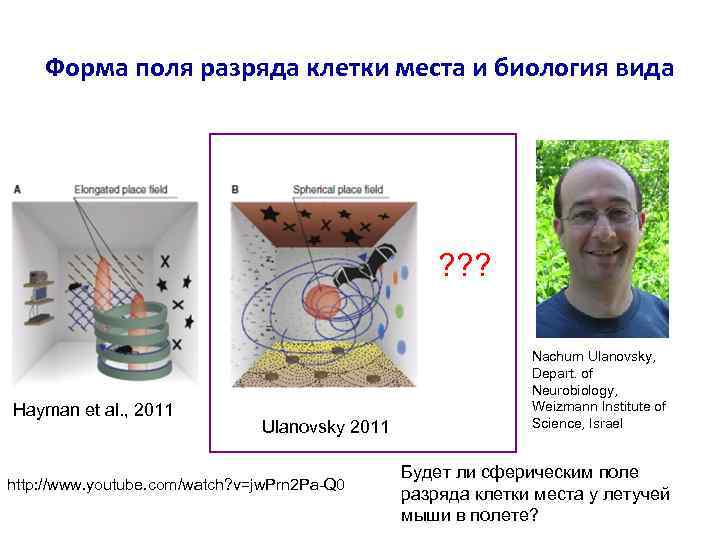 Форма поля разряда клетки места и биология вида ? ? ? Hayman et al.