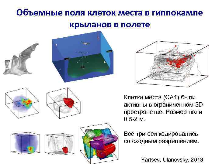 Объемные поля клеток места в гиппокампе крыланов в полете Клетки места (CA 1) были
