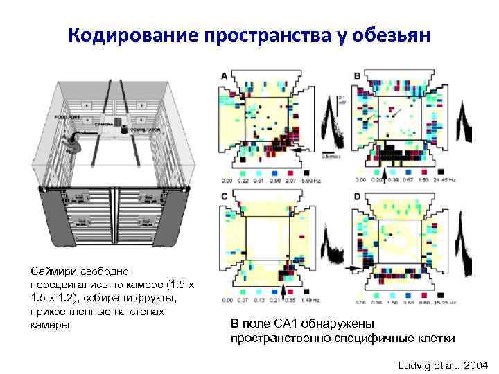 Кодирование пространства у обезьян Саймири свободно передвигались по камере (1. 5 х 1. 2),