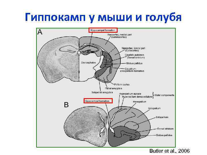 Гиппокамп у мыши и голубя Butler et al. , 2006 