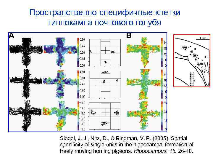 Пространственно-специфичные клетки гиппокампа почтового голубя Siegel, J. J. , Nitz, D. , & Bingman,